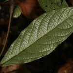 Cordia nodosa Blatt