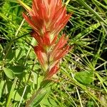 Castilleja miniata Flor