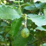 Capparis micracantha Fruto