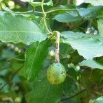 Capparis micracantha Frukto