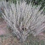 Artemisia tridentata 整株植物