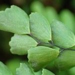 Adiantum venustum Leaf