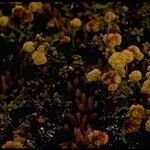 Eriogonum parvifolium Hábito