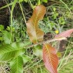 Pappea capensis Yaprak