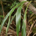 Cordyline mauritiana Φύλλο