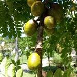 Spondias purpurea Fruit