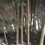 Phyllostachys viridis 樹皮
