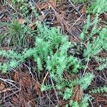 Galium maritimum Habit