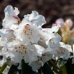 Rhododendron morii Blüte