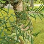 Melaleuca linariifolia Folla