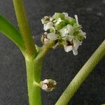 Lepidium coronopus Virág