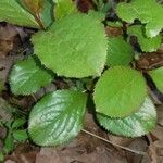 Viburnum rufidulum Folha