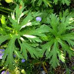 Geranium pratense Leaf