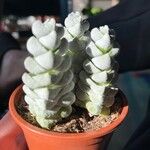 Crassula deceptor Leaf