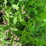 Solanum scabrum Leaf