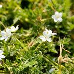 Erodium lebelii ശീലം