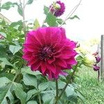 Dahlia pinnata花