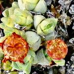 Antimima prostrata Flor