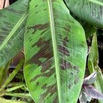 Musa acuminata Blad