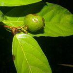 Ampelocera macrocarpa Φρούτο