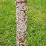 Zelkova serrata Casca