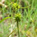 Carex viridula Other