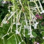 Nicotiana sylvestrisFlower