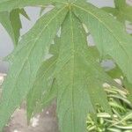 Hibiscus coccineus Leaf