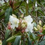 Rhododendron griffithianum Fiore