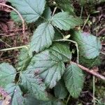 Rubus ursinus Bark