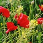 Papaver rhoeas Квітка