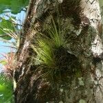 Tillandsia festucoides List