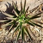 Aloe lateritia Yaprak