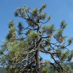 Pinus jeffreyi Celota