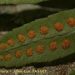 Polypodium macaronesicum Leaf