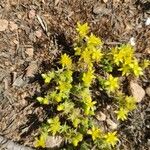 Sedum acreBloem