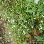 Houstonia longifolia Flor