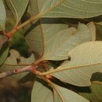 Byrsonima crassifolia Fleur