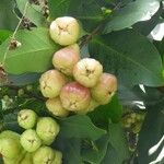 Syzygium samarangense 果實