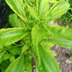 Ludwigia erecta Blatt