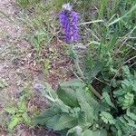 Salvia pratensis Hábito