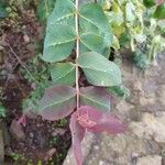 Hypericum grandifolium Lapas