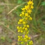 Solidago puberula 花