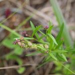 Polygala polygama Цвят