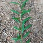 Heimia salicifolia Blad