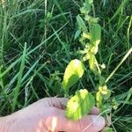 Sida spinosa Φύλλο