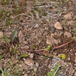 Ranunculus alismifolius Habit