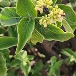 Psychotria punctata Flor