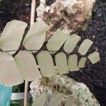 Adiantum peruvianum Blatt