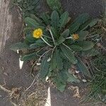 Taraxacum obovatum Çiçek